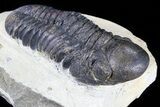 Lot: Assorted Devonian Trilobites - Pieces #80737-3